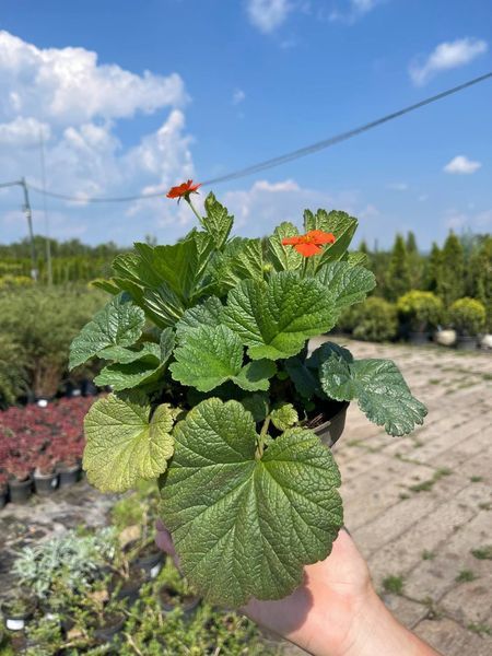 Гравілат чилійський / Geum quellyon 31216 фото