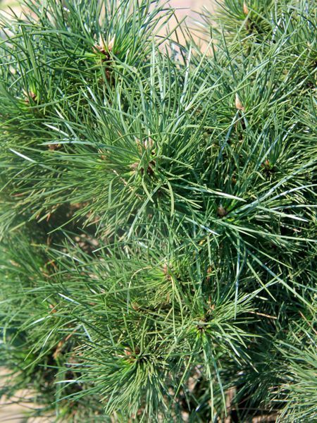 Сосна черная Хорнибрукиана / Pinus nigra Hornibrookiana 32001 фото