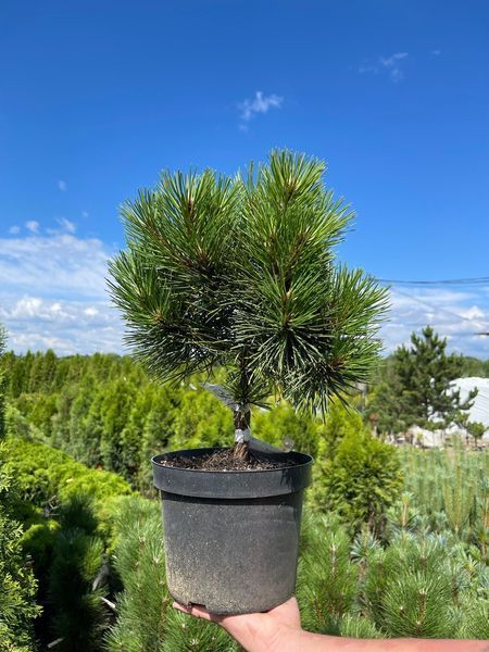 Сосна черная Хорнибрукиана / Pinus nigra Hornibrookiana 32001 фото