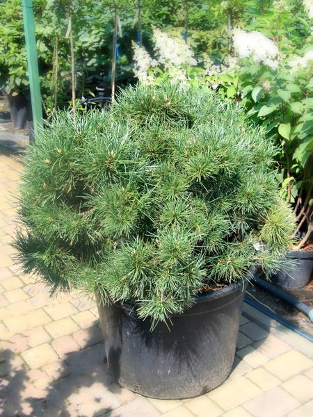 Сосна черная Хорнибрукиана / Pinus nigra Hornibrookiana 32001 фото