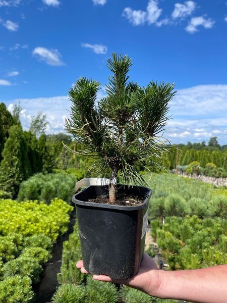 Сосна гірська Вінтер Сан / Pinus mugo Winter Sun 31594 фото