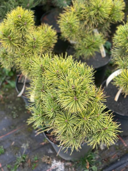 Сосна гірська Вінтер Сан / Pinus mugo Winter Sun 31594 фото