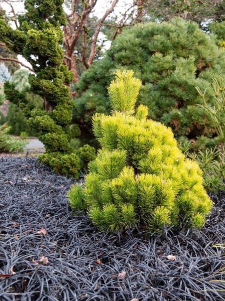 Сосна гірська Вінтер Сан / Pinus mugo Winter Sun 31594 фото