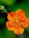 Гравілат чилійський / Geum quellyon 31216 фото 1