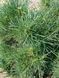 Сосна черная Хорнибрукиана / Pinus nigra Hornibrookiana 32001 фото 5