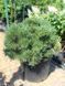 Сосна черная Хорнибрукиана / Pinus nigra Hornibrookiana 32001 фото 4