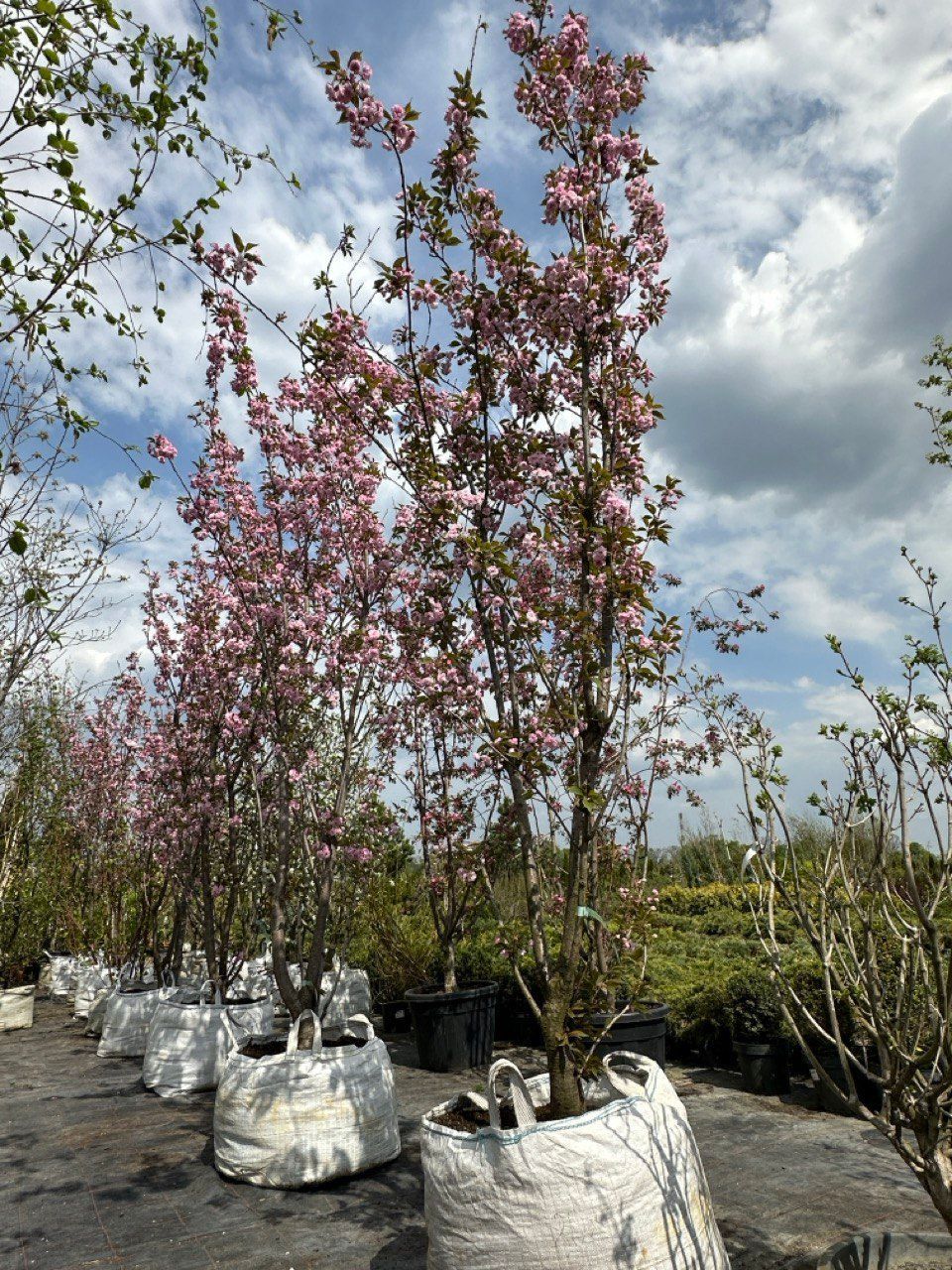 Сакура дрібнопильчаста Канзан / Prunus serrulata Kanzan купити в