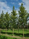 Клен остролистный Фарлейк'с Грин / Acer platanoides Farlake's Green 29428 фото