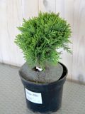 Туя западная Даника / Thuja occidentalis Danica 24584 фото