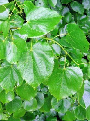 Липа европейская Эухлора / Tilia europaea Euchlora 29359 фото