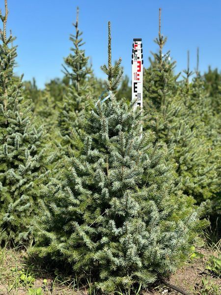 Ель сербская новогодняя / Picea omorika 33247 фото