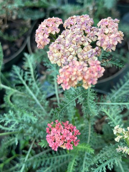 Деревій гібридний Тутті Фрутті Абрикосове Захоплення / Achillea millefolium Tutti Frutti Apricot Delight 31283 фото