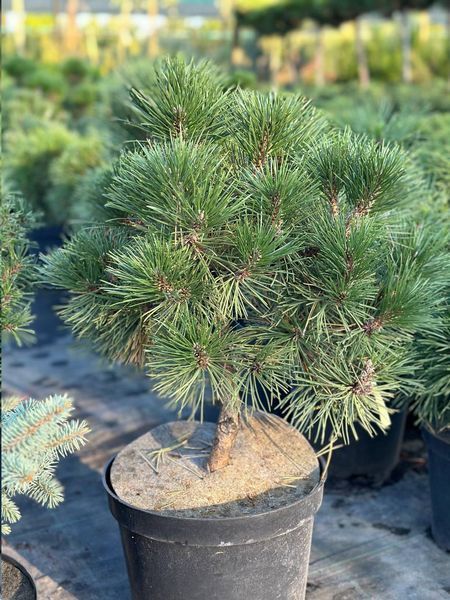 Сосна черная Хорнибрукиана / Pinus nigra Hornibrookiana 32001 фото