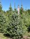 Ель сербская новогодняя / Picea omorika 33247 фото 4