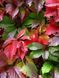 Виноград девичий видовой / Parthenoc&iacute;ssus quinquefolia 32036 фото 1
