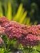 Очиток гибридный Хербштфройде / Sedum hybride Herbstfreude 28231 фото 1