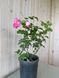 Роза плетистая Жасмина / Rose Jasmina 27987 фото 2