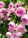 Роза плетистая Жасмина / Rose Jasmina 27987 фото 1