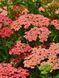Деревій гібридний Тутті Фрутті Абрикосове Захоплення / Achillea millefolium Tutti Frutti Apricot Delight 31283 фото 1