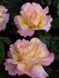 Роза чайно-гибридная Глория Дэй / Rose Gloria Dei 31088 фото 1