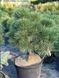 Сосна черная Хорнибрукиана / Pinus nigra Hornibrookiana 32001 фото 2