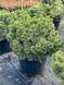 Сосна черная Хорнибрукиана / Pinus nigra Hornibrookiana 32001 фото 1