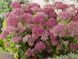 Очиток гибридный Хербштфройде / Sedum hybride Herbstfreude 28231 фото 2