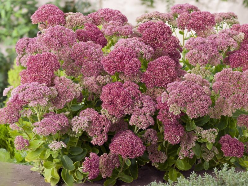 Очиток гибридный Хербштфройде / Sedum hybride Herbstfreude 28231 фото