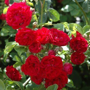 Роза плетистая Чеви Чейз / Rose Chevy Chase 35110 фото