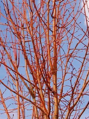 Липа мелколистная Винтер Оранж / Tilia cordata Winter Orange 29357 фото
