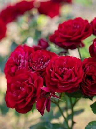 Троянда флорибунда Лаваглют / Rose Lavaglut 35434 фото
