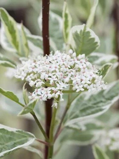 Дерен белый Миракл / Cornus alba Miracle 32674 фото