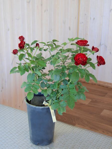 Роза флорибунда Лаваглют / Rose Lavaglut 31102 фото