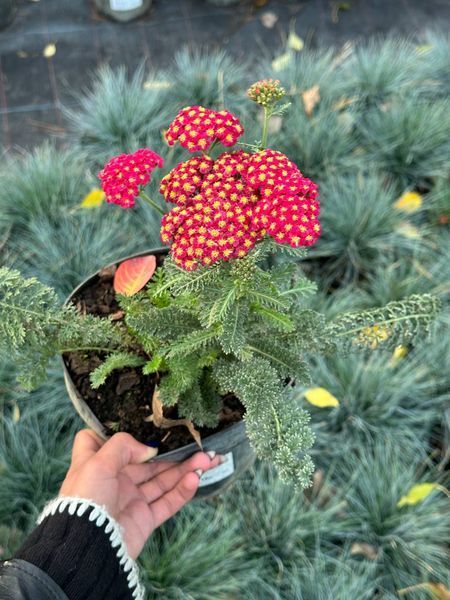 Деревій гібридний Тутті Фрутті Гранат / Achillea Tutti-Frutti Pomegranate 31286 фото