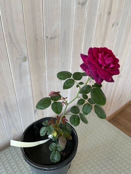 Роза чайно-гибридная Графиня Диана / Rose Grafin Diana 26873 фото