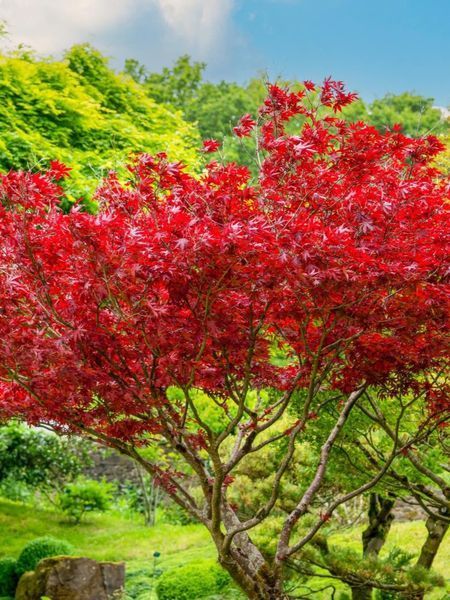 Клен пальмолистий японський Атропурпуреум / Acer palmatum Atropurpureum 33476 фото
