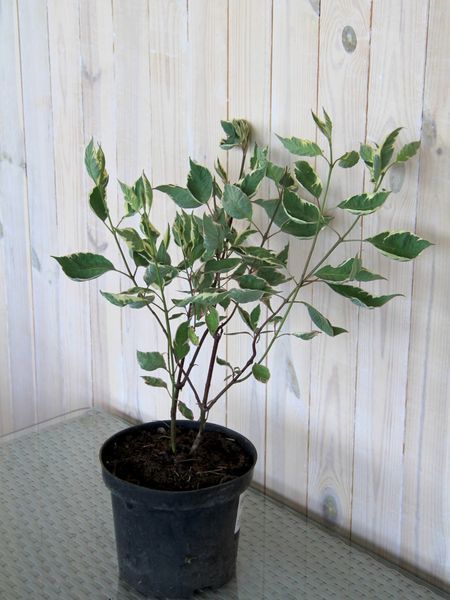 Дерен белый Миракл / Cornus alba Miracle 32674 фото