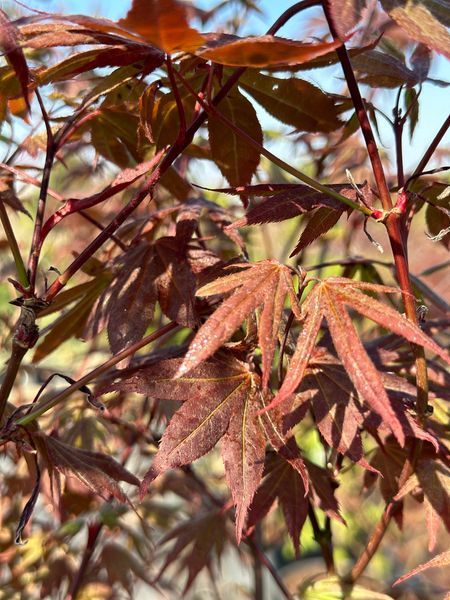 Клен пальмолистий японський Атропурпуреум / Acer palmatum Atropurpureum 33476 фото