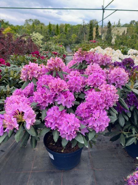 Рододендрон гибридный Розеум Элеганс / Rhododendron hybrid Roseum Elegans 33309 фото