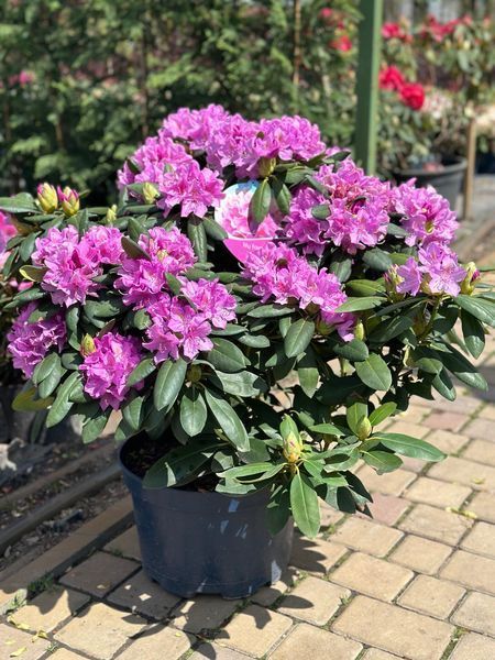 Рододендрон гибридный Розеум Элеганс / Rhododendron hybrid Roseum Elegans 33309 фото
