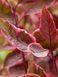 Дерен белый Миракл / Cornus alba Miracle 32674 фото 1