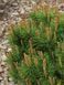 Сосна гірська Гніздо / Pinus mugo Hnizdo 31595 фото 2