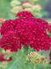 Деревій гібридний Тутті Фрутті Гранат / Achillea Tutti-Frutti Pomegranate 31286 фото 1
