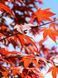 Клен пальмолистий японський Атропурпуреум / Acer palmatum Atropurpureum 33476 фото 3