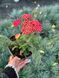 Деревій гібридний Тутті Фрутті Гранат / Achillea Tutti-Frutti Pomegranate 31286 фото 2