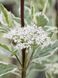 Дерен белый Миракл / Cornus alba Miracle 32674 фото 2