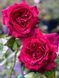 Роза чайно-гибридная Графиня Диана / Rose Grafin Diana 26873 фото 1
