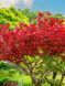 Клен пальмолистий японський Атропурпуреум / Acer palmatum Atropurpureum 33476 фото 4