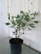 Дерен белый Миракл / Cornus alba Miracle 32674 фото 3