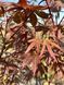 Клен пальмолистий японський Атропурпуреум / Acer palmatum Atropurpureum 33476 фото 2